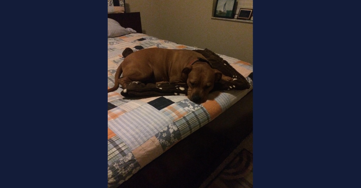 'Candy' Dog Shooting Death Trial WATCH LIVE STREAM