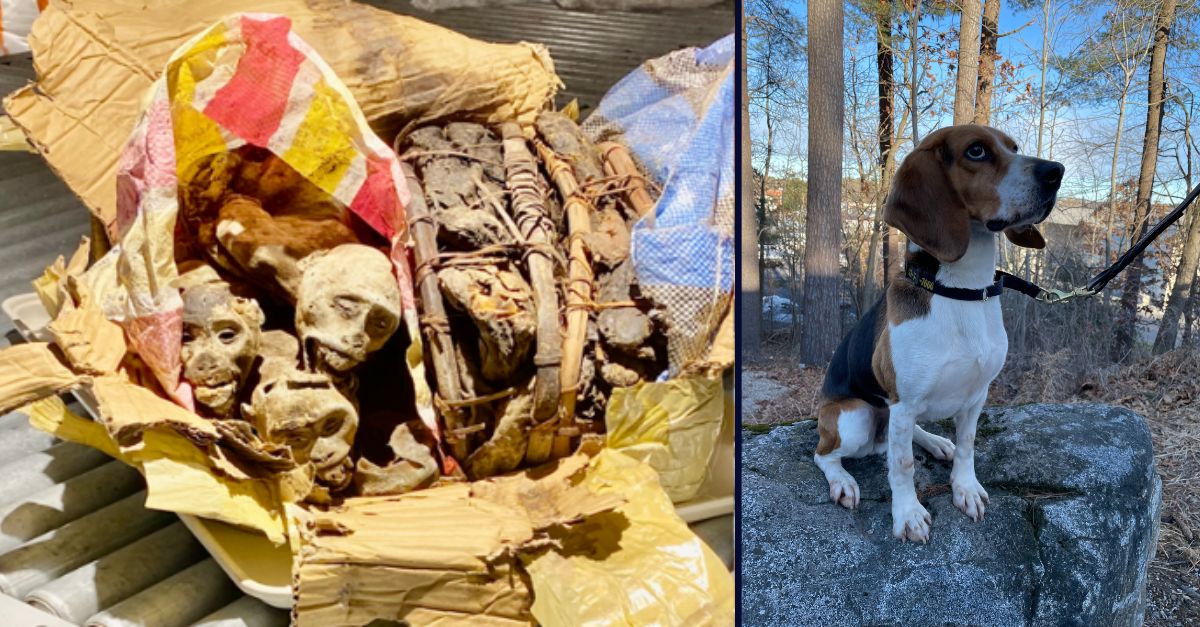 Traveler tried to import mummified monkey remains: CBP